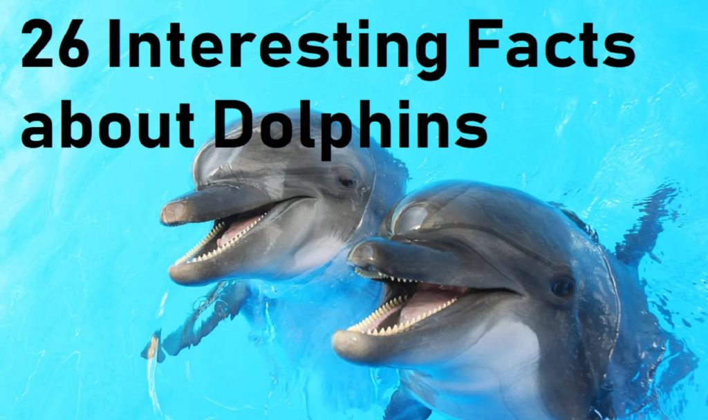 26 Interesting Facts about Dolphins | wheres-it.net